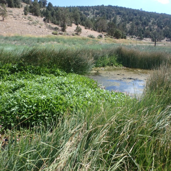 Shay Pond Model